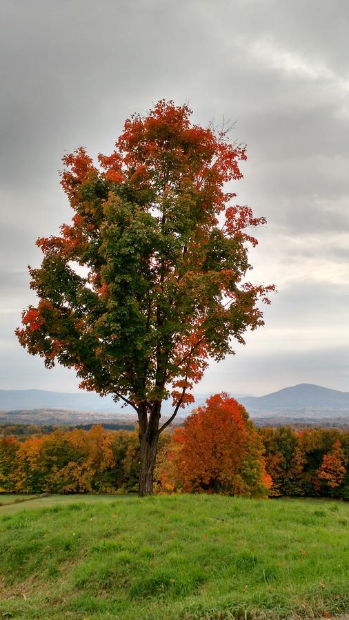 ブラトルバラ Meadowood Farm Bed & Breakfast エクステリア 写真