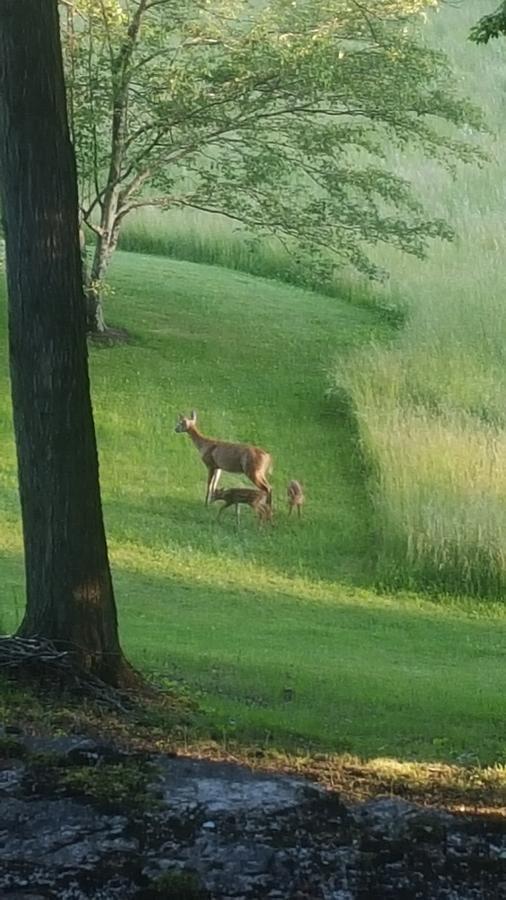 ブラトルバラ Meadowood Farm Bed & Breakfast エクステリア 写真